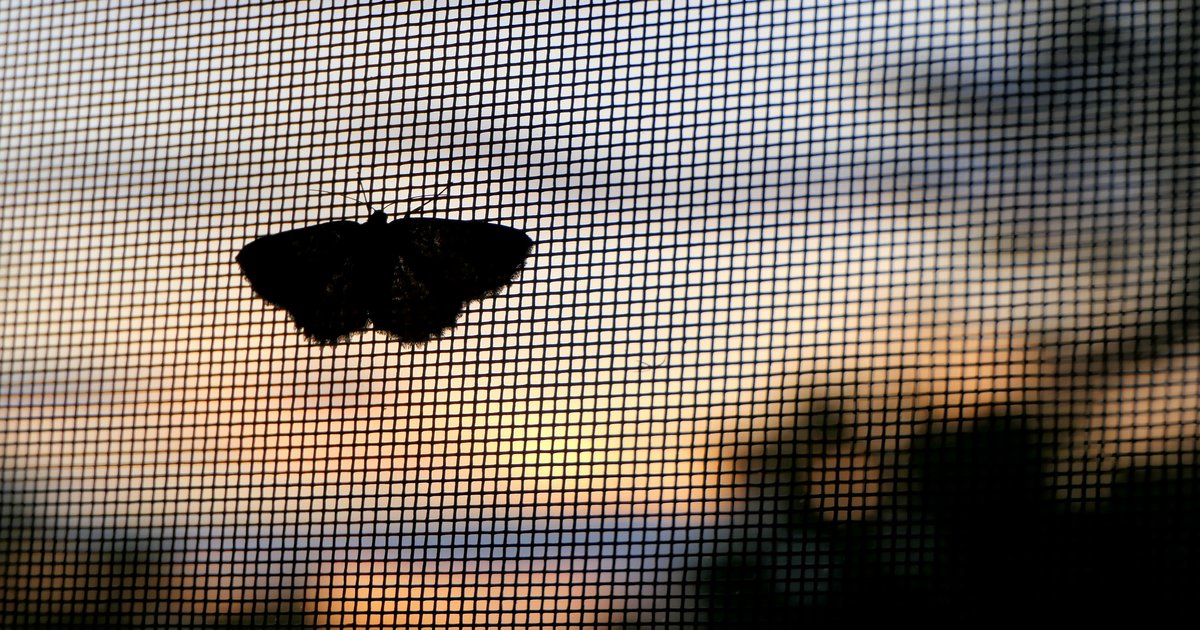 Insektenschutz an Fenster und Türen anbringen